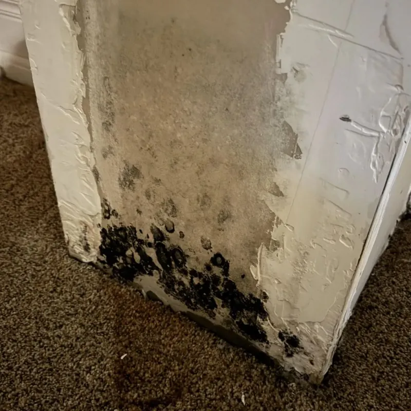 Professional Mold Removal in Wayne County, GA